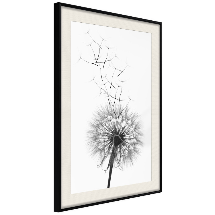 Wall Poster Dandelion - black and white composition with delicate flower in the wind 117117 additionalImage 3
