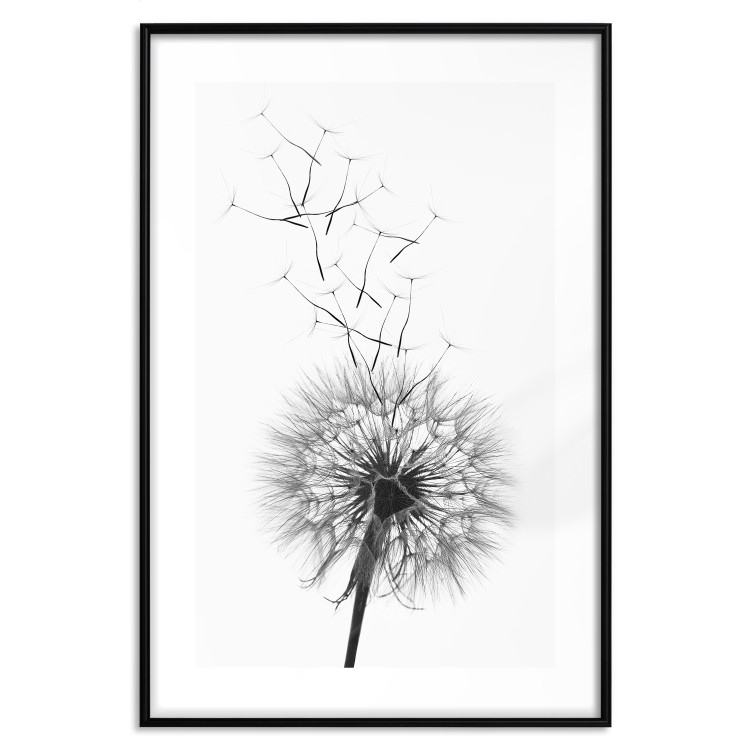 Wall Poster Dandelion - black and white composition with delicate flower in the wind 117117 additionalImage 15