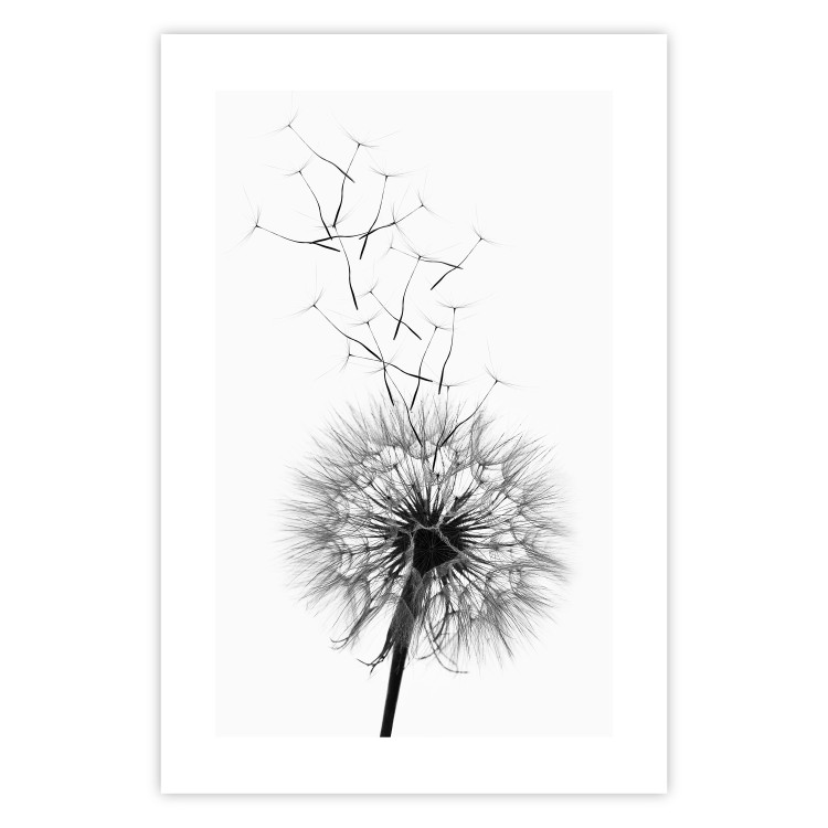 Wall Poster Dandelion - black and white composition with delicate flower in the wind 117117 additionalImage 25