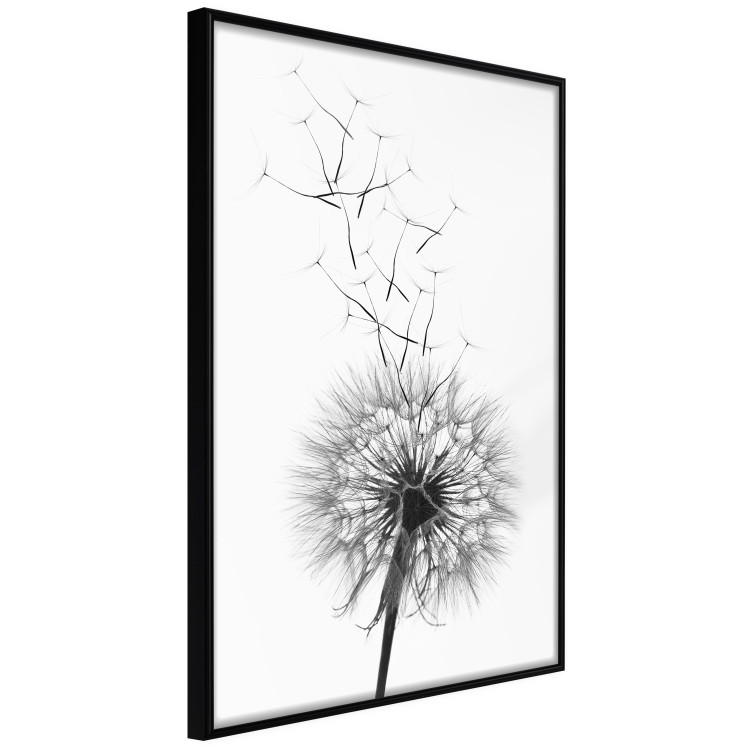 Wall Poster Dandelion - black and white composition with delicate flower in the wind 117117 additionalImage 10