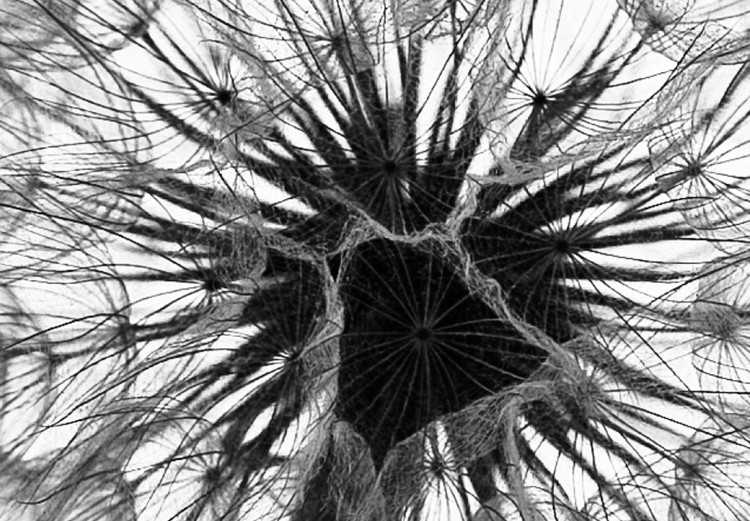 Wall Poster Dandelion - black and white composition with delicate flower in the wind 117117 additionalImage 8