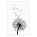 Wall Poster Dandelion - black and white composition with delicate flower in the wind 117117