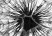 Wall Poster Dandelion - black and white composition with delicate flower in the wind 117117 additionalThumb 8