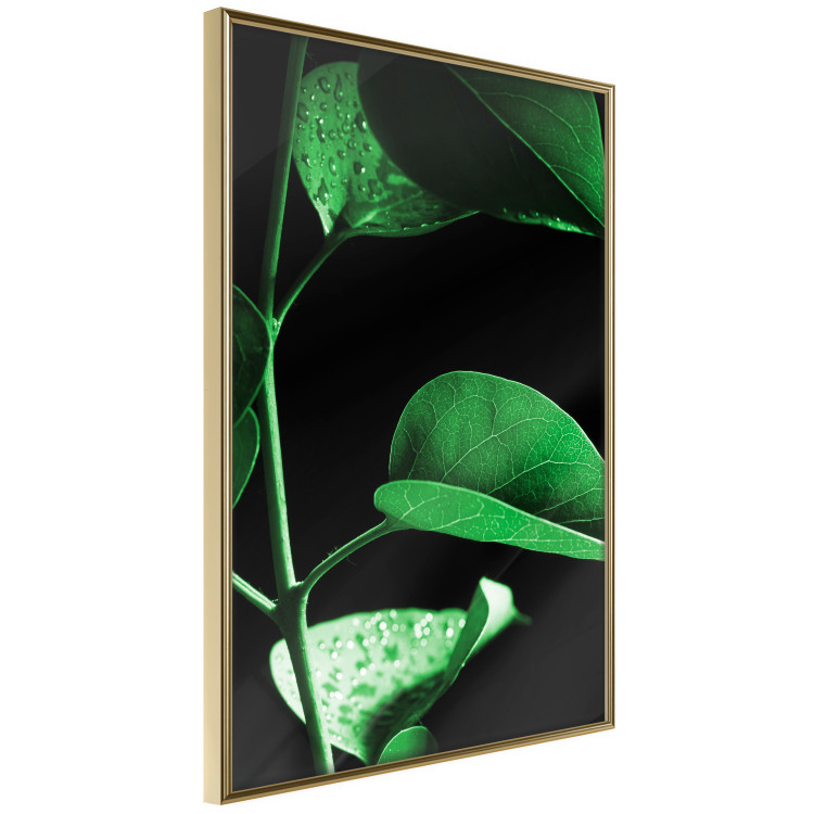 Wall Poster Plant in Black - botanical composition with green leaves on a dark background 121617 additionalImage 12