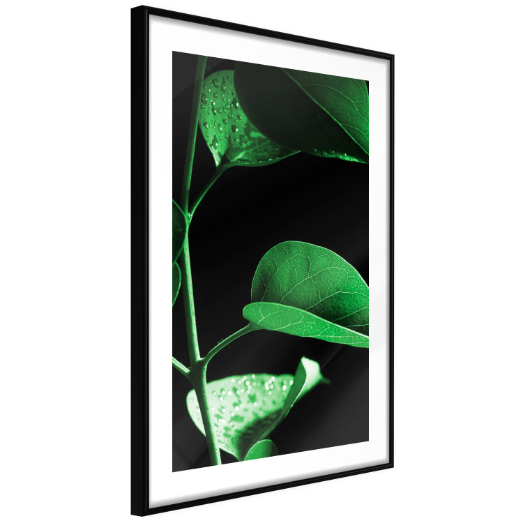 Wall Poster Plant in Black - botanical composition with green leaves on a dark background 121617 additionalImage 13
