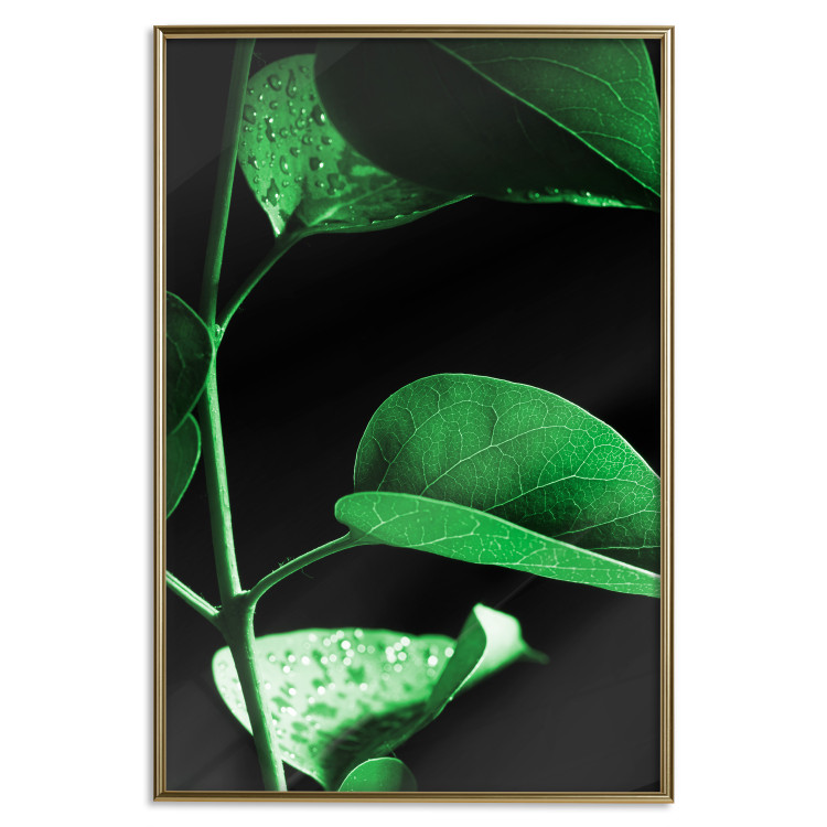 Wall Poster Plant in Black - botanical composition with green leaves on a dark background 121617 additionalImage 20