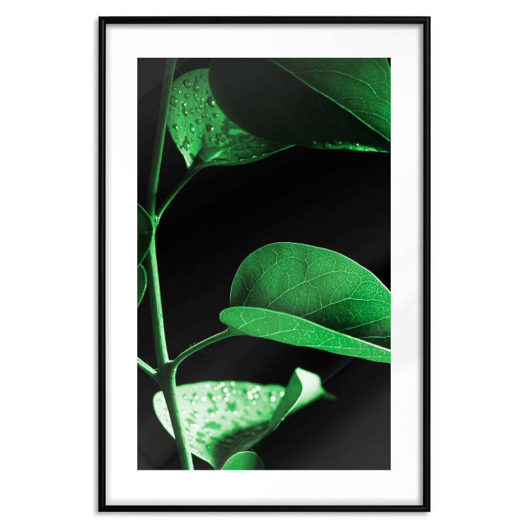 Wall Poster Plant in Black - botanical composition with green leaves on a dark background 121617 additionalImage 17