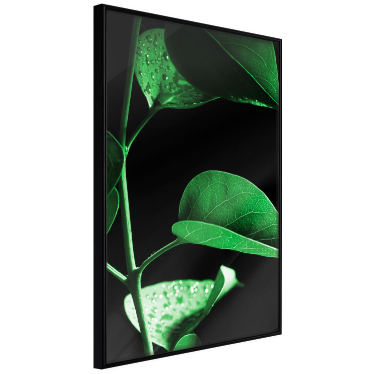 Wall Poster Plant in Black - botanical composition with green leaves on a dark background 121617 additionalImage 10