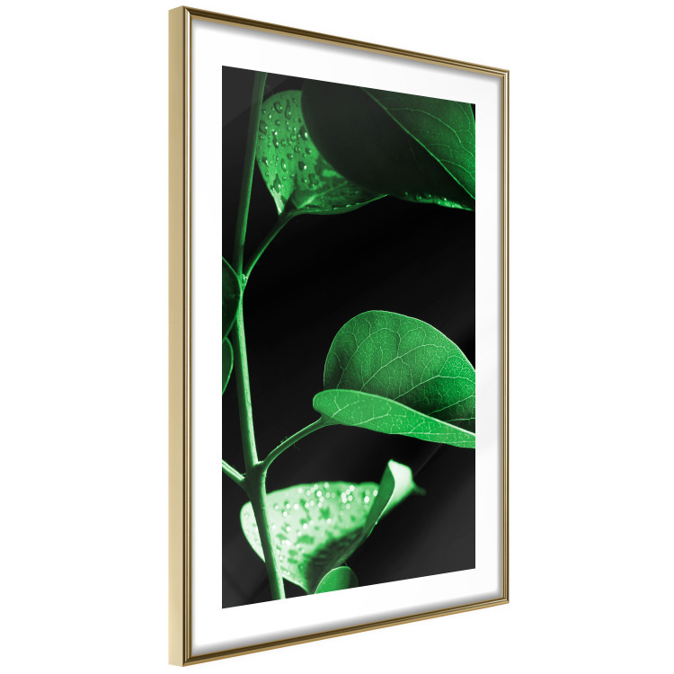 Wall Poster Plant in Black - botanical composition with green leaves on a dark background 121617 additionalImage 8