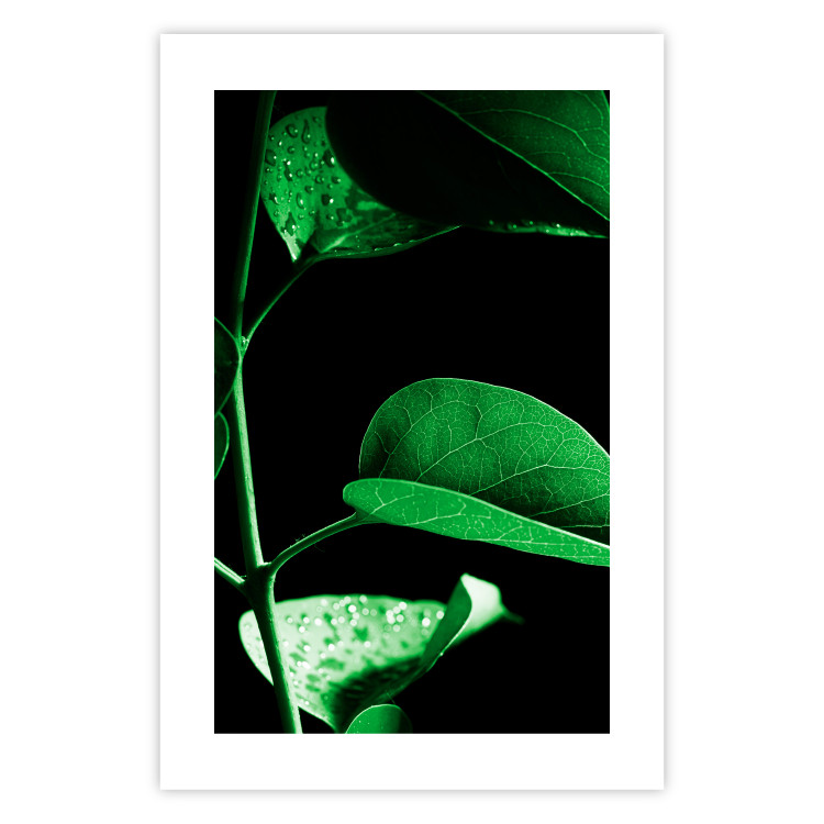 Wall Poster Plant in Black - botanical composition with green leaves on a dark background 121617 additionalImage 25