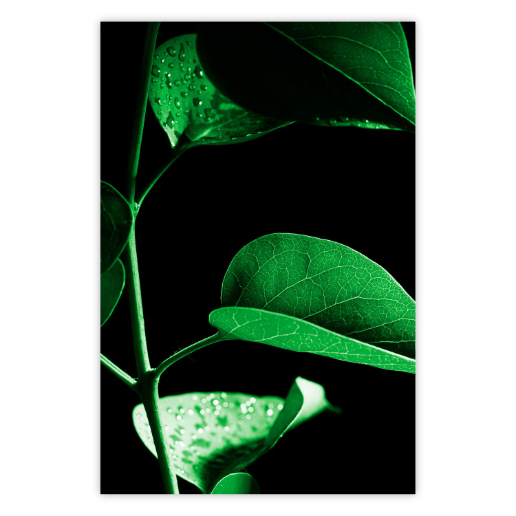 Wall Poster Plant in Black - botanical composition with green leaves on a dark background 121617