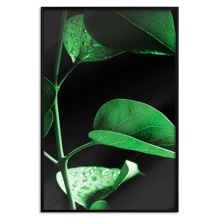 Wall Poster Plant in Black - botanical composition with green leaves on a dark background 121617 additionalImage 24
