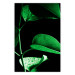 Wall Poster Plant in Black - botanical composition with green leaves on a dark background 121617