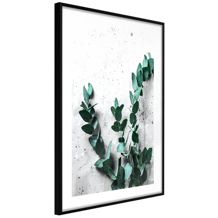 Poster Eucalyptus Scent - green plant leaves on a concrete texture background 123417 additionalImage 13