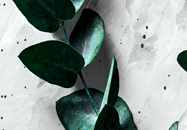 Poster Eucalyptus Scent - green plant leaves on a concrete texture background 123417 additionalImage 11