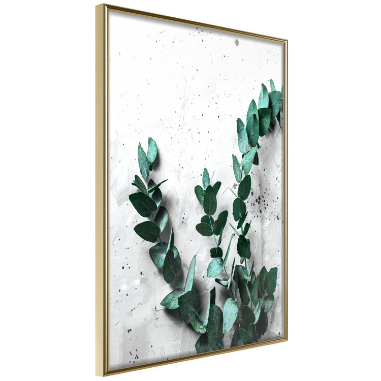 Poster Eucalyptus Scent - green plant leaves on a concrete texture background 123417 additionalImage 12