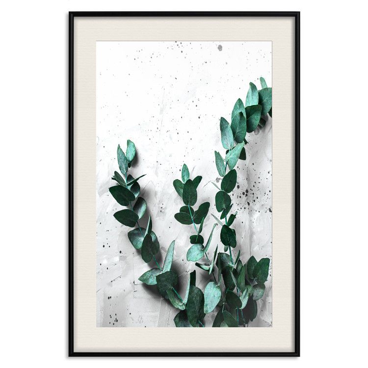 Poster Eucalyptus Scent - green plant leaves on a concrete texture background 123417 additionalImage 18