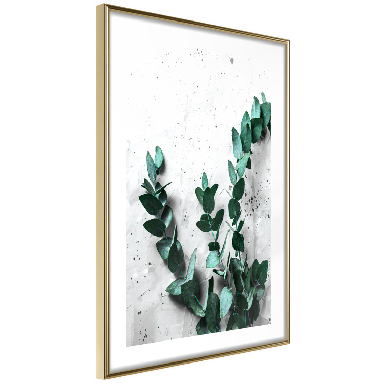 Poster Eucalyptus Scent - green plant leaves on a concrete texture background 123417 additionalImage 8