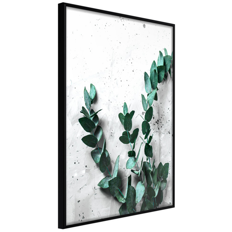 Poster Eucalyptus Scent - green plant leaves on a concrete texture background 123417 additionalImage 10