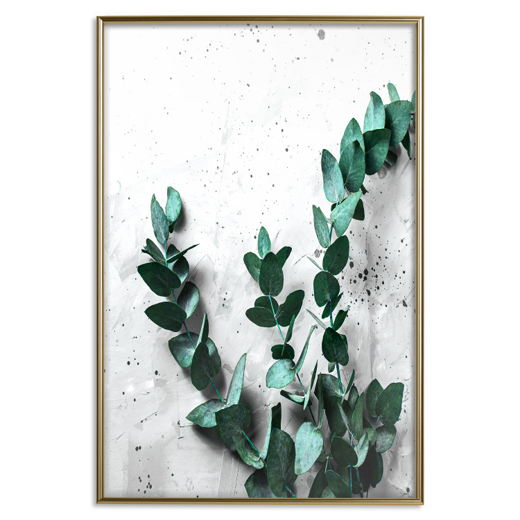 Poster Eucalyptus Scent - green plant leaves on a concrete texture background 123417 additionalImage 27
