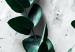 Poster Eucalyptus Scent - green plant leaves on a concrete texture background 123417 additionalThumb 11