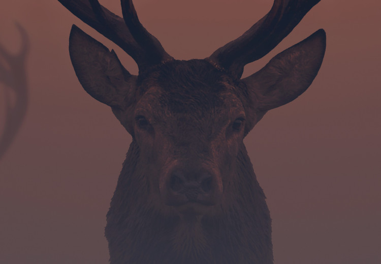 Poster Deer in the Mist - animal against a sunset backdrop during mist 129917 additionalImage 4
