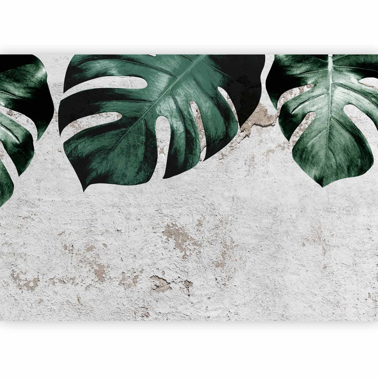 Wall Mural Face of monstera- composition with green leaves and concrete wall 138817 additionalImage 1