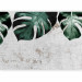 Wall Mural Face of monstera- composition with green leaves and concrete wall 138817 additionalThumb 1