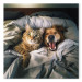 Canvas Art Print AI Golden Retriever Dog and Tabby Cat - Animals Resting in Comfortable Bedding - Square 150217 additionalThumb 7