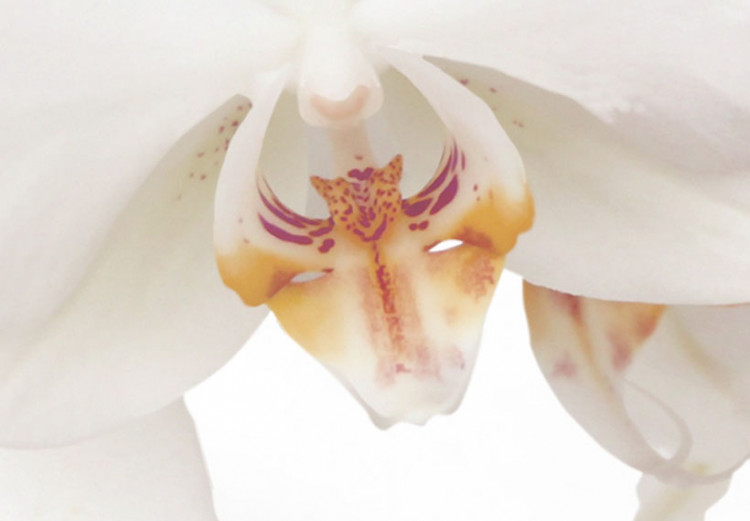 Canvas A white abstract orchid 55617 additionalImage 5