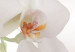 Canvas A white abstract orchid 55617 additionalThumb 4