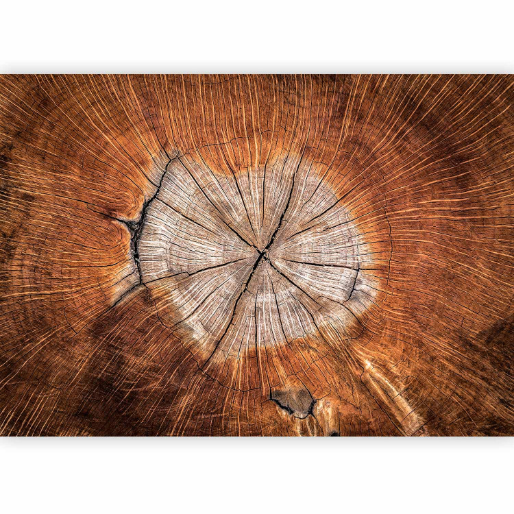 Photo Wallpaper The Soul of a Tree 88417 additionalImage 5