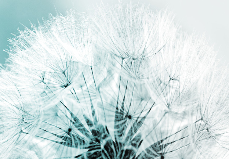 Canvas Fluffy Dandelions (1-part) Wide - White Flowers on a Light Background 107227 additionalImage 4