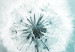 Canvas Fluffy Dandelions (1-part) Wide - White Flowers on a Light Background 107227 additionalThumb 5