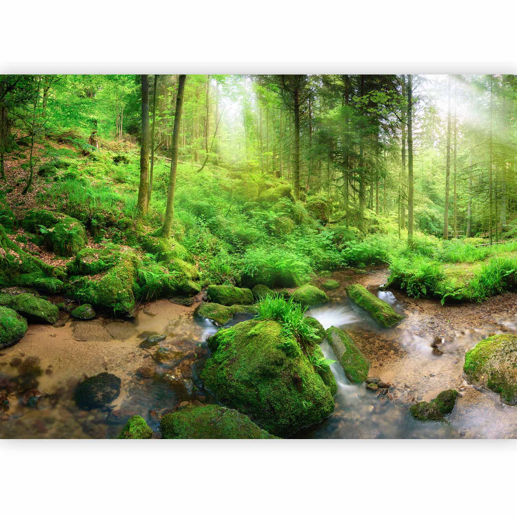 Wall Mural Humid Forest 108227 additionalImage 5