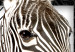 Canvas Print Zebra in Stripes (1-part) - Animal in Black and White Pattern 116427 additionalThumb 5