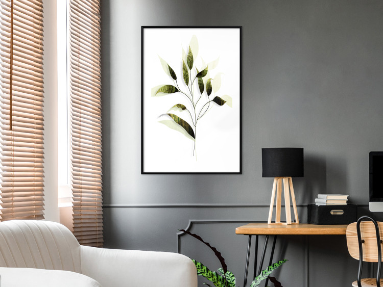 Poster Olive Branch - plant with green leaves on a light white background 126827 additionalImage 18