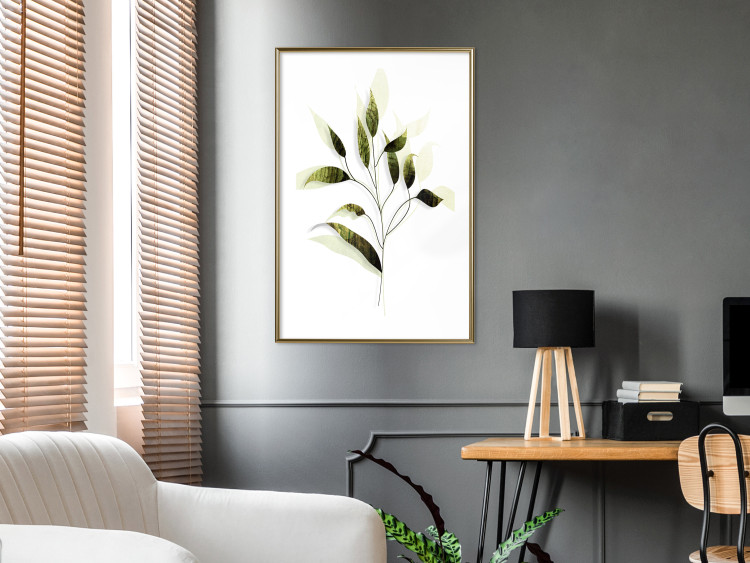 Poster Olive Branch - plant with green leaves on a light white background 126827 additionalImage 13