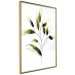 Poster Olive Branch - plant with green leaves on a light white background 126827 additionalThumb 12