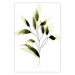 Poster Olive Branch - plant with green leaves on a light white background 126827