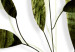 Poster Olive Branch - plant with green leaves on a light white background 126827 additionalThumb 10