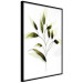 Poster Olive Branch - plant with green leaves on a light white background 126827 additionalThumb 11
