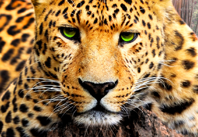 Large canvas print Wild Cat's Rest II [Large Format] 150727 additionalImage 5