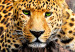 Large canvas print Wild Cat's Rest II [Large Format] 150727 additionalThumb 5