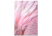 Canvas Art Print Pink feathers - the delicacy and subtlety of the unique bird nature 117137
