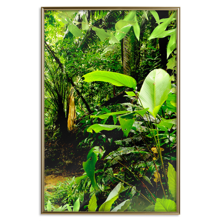 Poster Lungs of the Earth - jungle landscape scenery with lush green leaves 123937 additionalImage 20