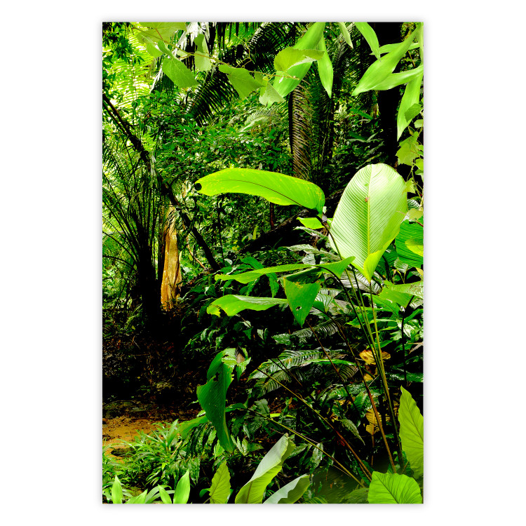 Poster Lungs of the Earth - jungle landscape scenery with lush green leaves 123937