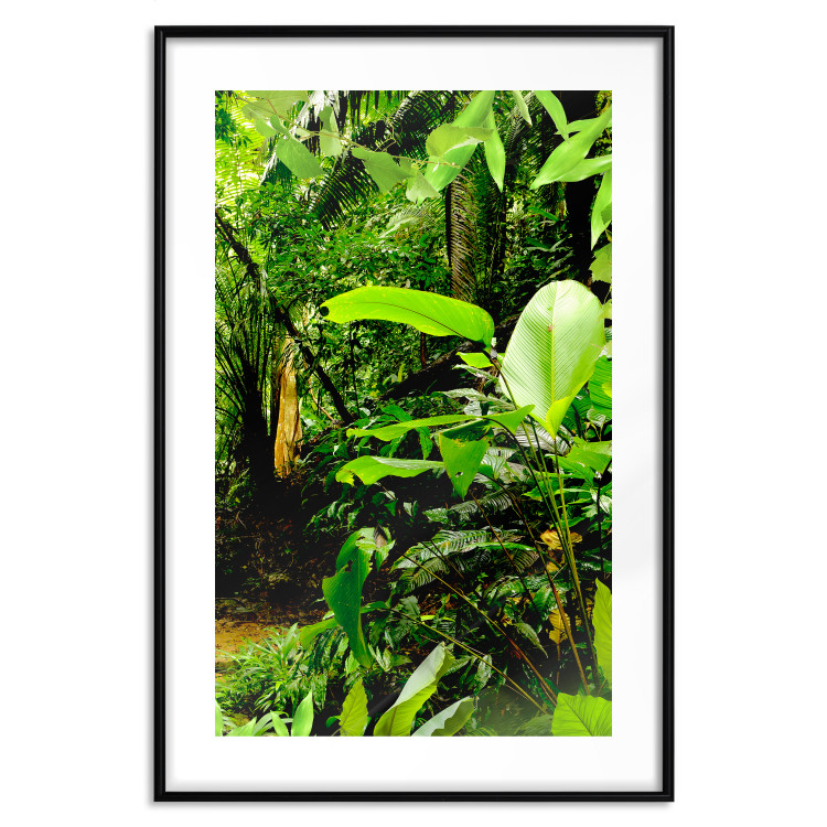 Poster Lungs of the Earth - jungle landscape scenery with lush green leaves 123937 additionalImage 15