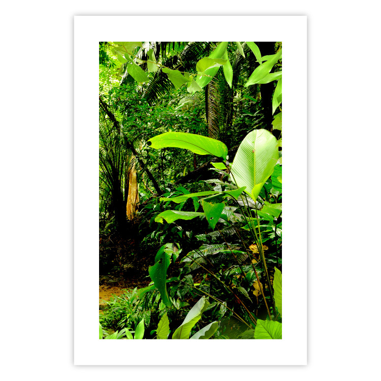 Poster Lungs of the Earth - jungle landscape scenery with lush green leaves 123937 additionalImage 19