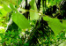 Poster Lungs of the Earth - jungle landscape scenery with lush green leaves 123937 additionalThumb 9